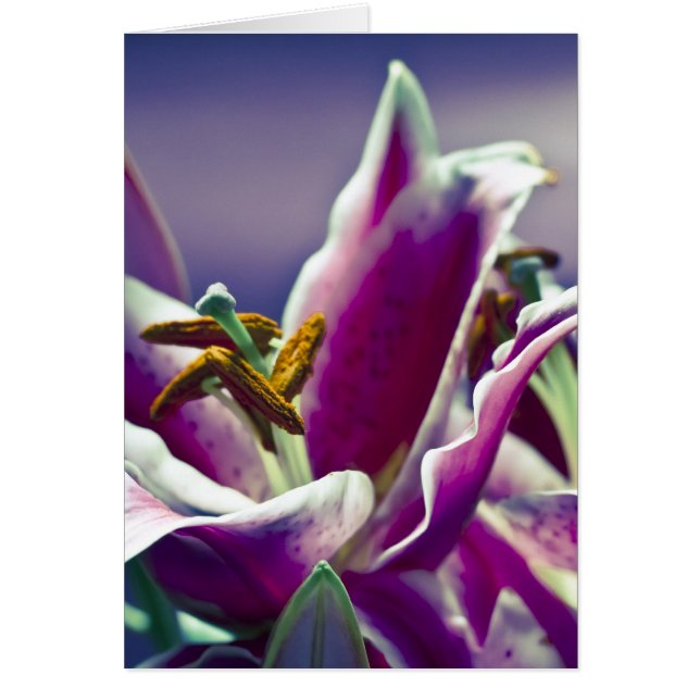 Stargazer Lily (Voorkant)