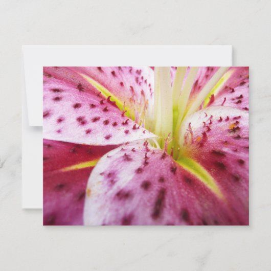 Stargazer Lily Bright Magenta Floral Kaart (Voorkant)