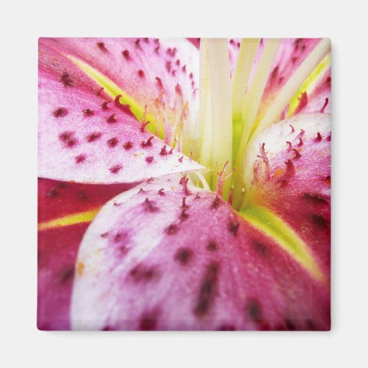Stargazer Lily Bright Magenta Floral Magneet (Voorkant)