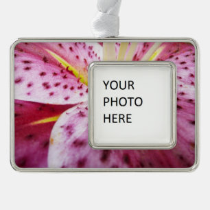Stargazer Lily Bright Magenta Floral Verzilverd Kader Ornament