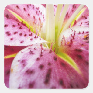 Stargazer Lily Bright Magenta Floral Vierkante Sticker