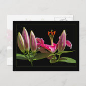 Stargazer Lily Buds en Bloom Briefkaart (Voorkant / Achterkant)