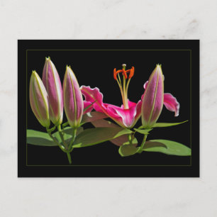 Stargazer Lily Buds en Bloom Briefkaart