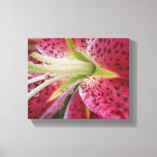 Stargazer Lily Canvas Afdruk