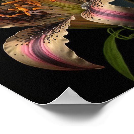 Stargazer Lily Flowers Art Imprimer Poster (Coin)