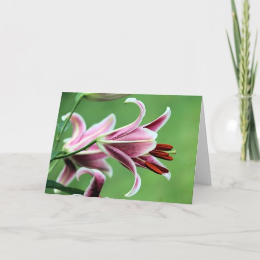 Stargazer lily kaart (Voorkant)