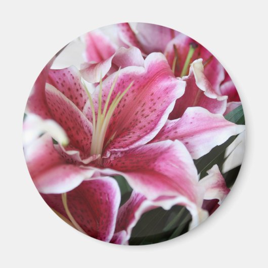 Stargazer Lily Magneet (Voorkant)