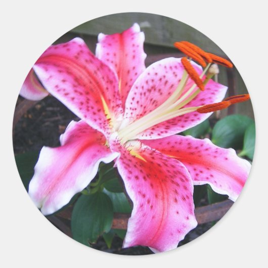 Stargazer Lily Ronde Sticker (Voorkant)