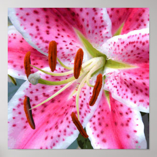 Stargazer Lily Waterverf Fine Floral Poster
