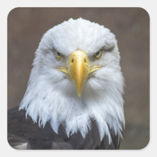 Staring Bald Eagle Vierkante Sticker