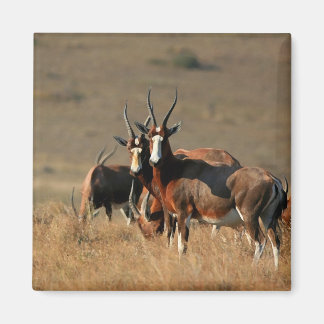 Staring blesbok magneet