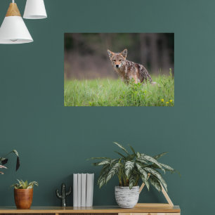 Staring Brown Coyote Poster