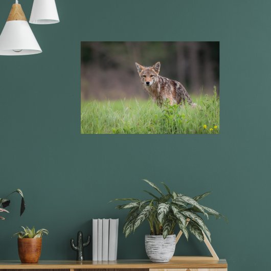 Staring Brown Coyote Poster (Woonkamer 1)