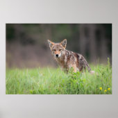 Staring Brown Coyote Poster (Voorkant)