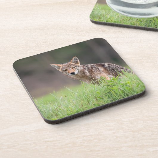 Staring bruine coyote, op een veld bier onderzetter (Linkerzijde)