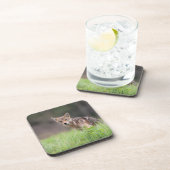 Staring bruine coyote, op een veld bier onderzetter (Rechterzijde)