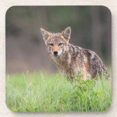 Staring bruine coyote, op een veld bier onderzetter (Voorkant)