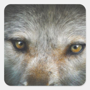 Staring Grijze Wolf Eyes Wildlife Art Vierkante Sticker