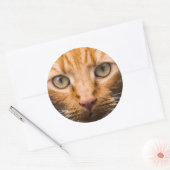 Staring kat stickers (Envelop)
