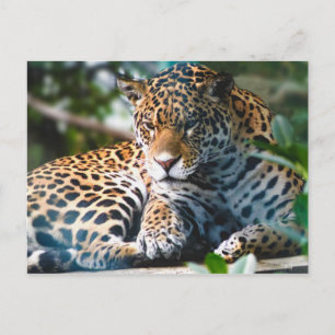 Staring Leopard Briefkaart