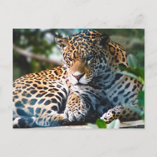 Staring Leopard Briefkaart (Voorkant)
