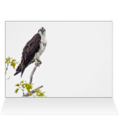 Staring Osprey (Intérieur Horizontal (Haut))