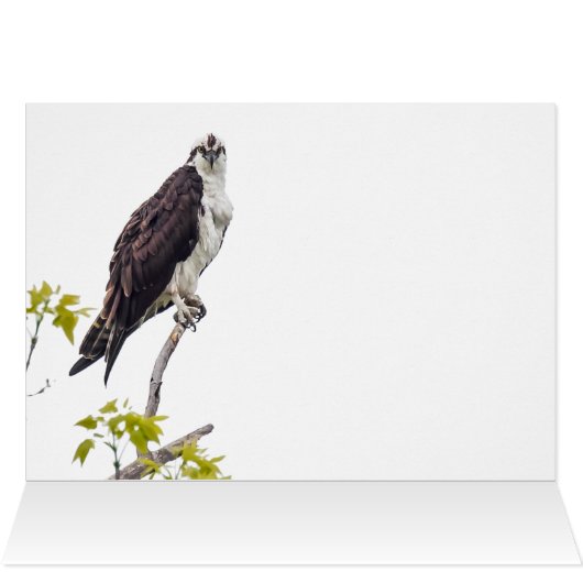 Staring Osprey (Binnen Horizontaal (Boven))