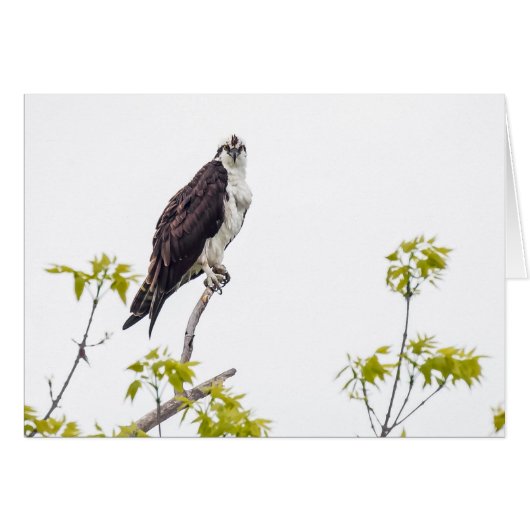 Staring Osprey (Devant horizontal)