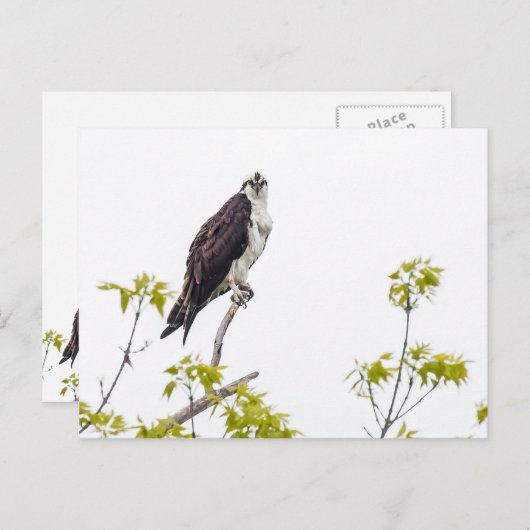 Staring Osprey Briefkaart (Voorkant / Achterkant)