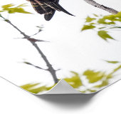 Staring Osprey Poster (Hoek)