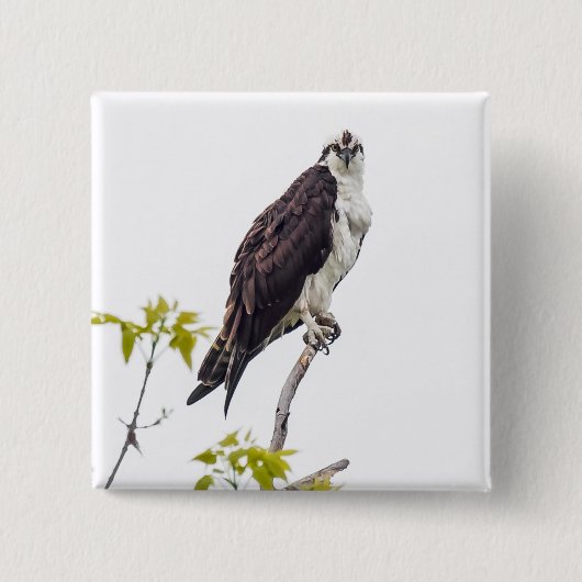 Staring Osprey Vierkante Button 5,1 Cm (Voorkant)