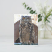 Staring owl briefkaart (Staand voorkant)