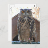 Staring owl briefkaart (Voorkant / Achterkant)