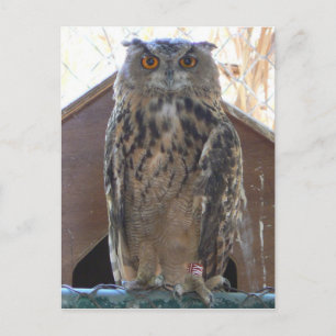 Staring owl briefkaart