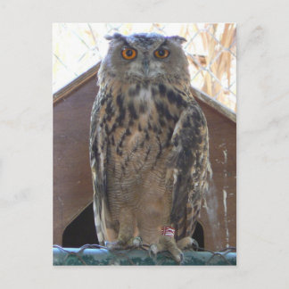 Staring owl briefkaart