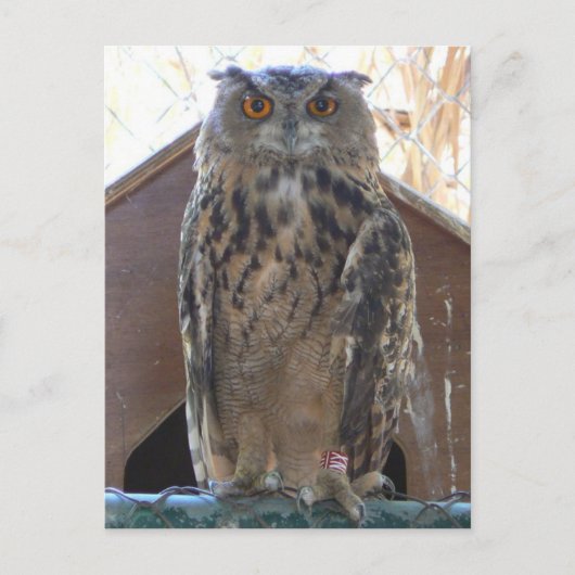 Staring owl briefkaart (Voorkant)