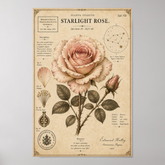Starlight Rose Victoriaans Botanisch Museumprint Poster