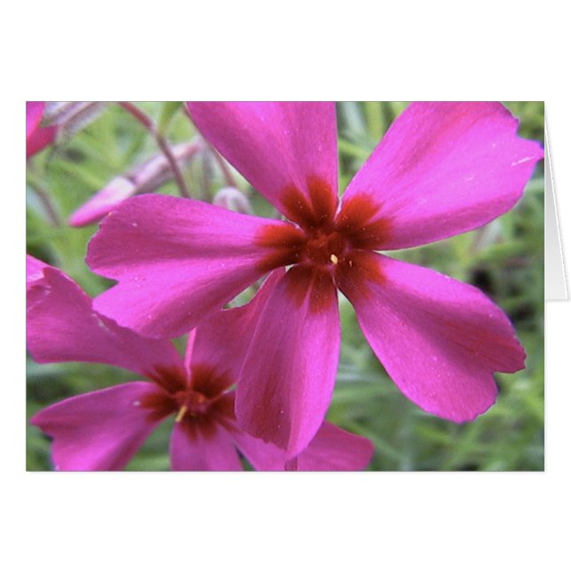 starlight, ster helder (Voorkant Horizontaal)