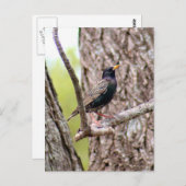 Starling Bird Foto Briefkaart (Voorkant / Achterkant)
