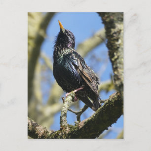 Starling dans la carte postale Sun do-it-yourself