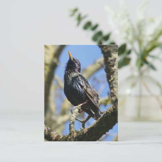 Starling dans la carte postale Sun do-it-yourself (Debout devant)