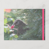 Starling dans Yew-Tree do-it-yourself carte postal (Devant)
