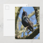 Starling in de zon DIY Briefkaart (Voorkant / Achterkant)