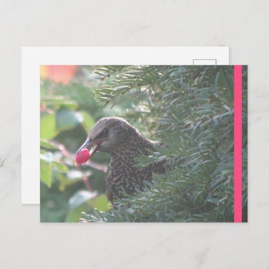 Starling in Yew Tree DIY Briefkaart (Voorkant / Achterkant)