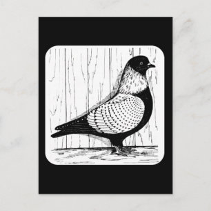 Starling Pigeon Silver-laced 1979 Briefkaart