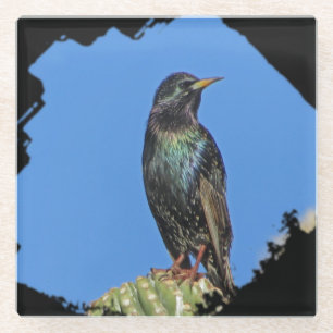 Starling Saguaro Cactus Beauful Southwest Bird Glazen Onderzetter