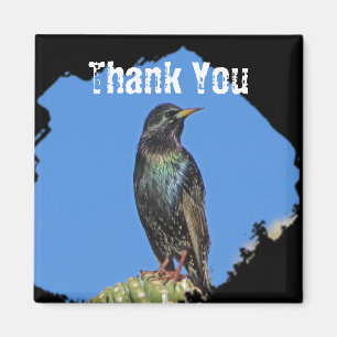 Starling Saguaro Cactus Beauful Southwest Bird Magneet