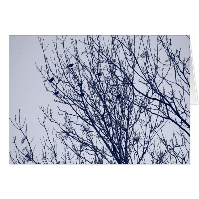 Starlings dans un arbre (Devant horizontal)