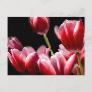 STARRED PINK TULIPS BRIEFKAART