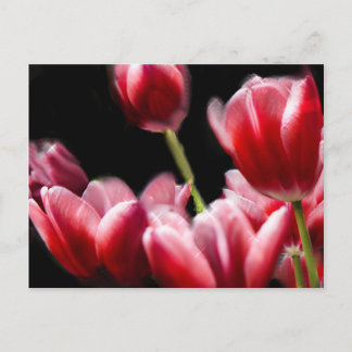 STARRED PINK TULIPS BRIEFKAART